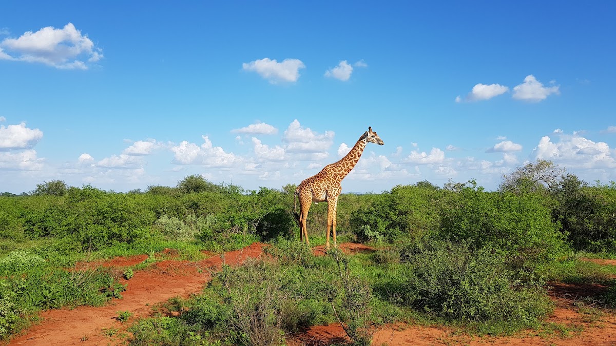 Tsavo