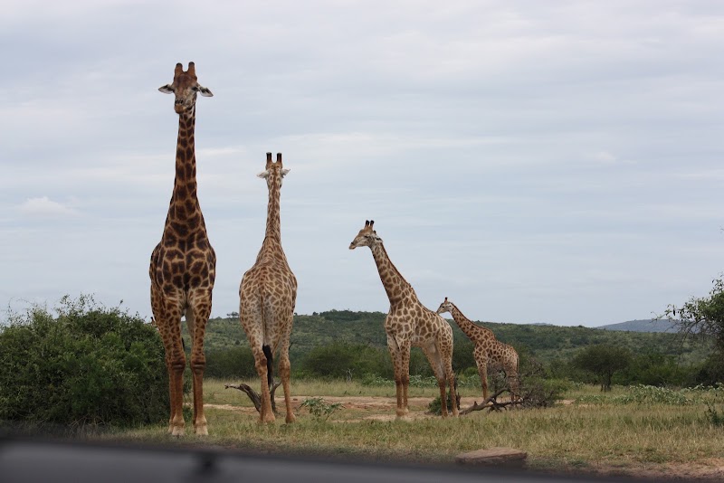 Mpila Camp, Hluhluwe-iMfolozi Park, Ezemvelo KZN Wildlife — Hluhluwe