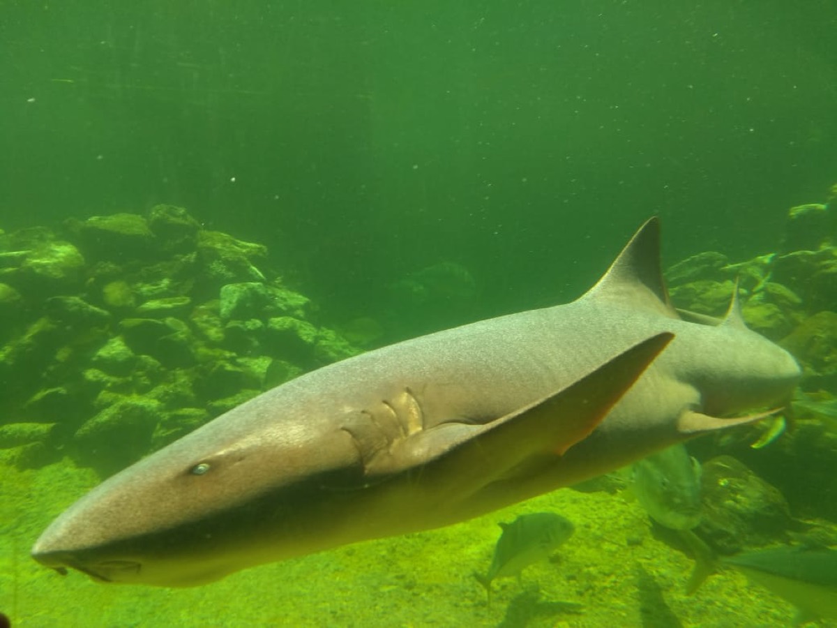 Acuario Mundo Marino — Santa Marta