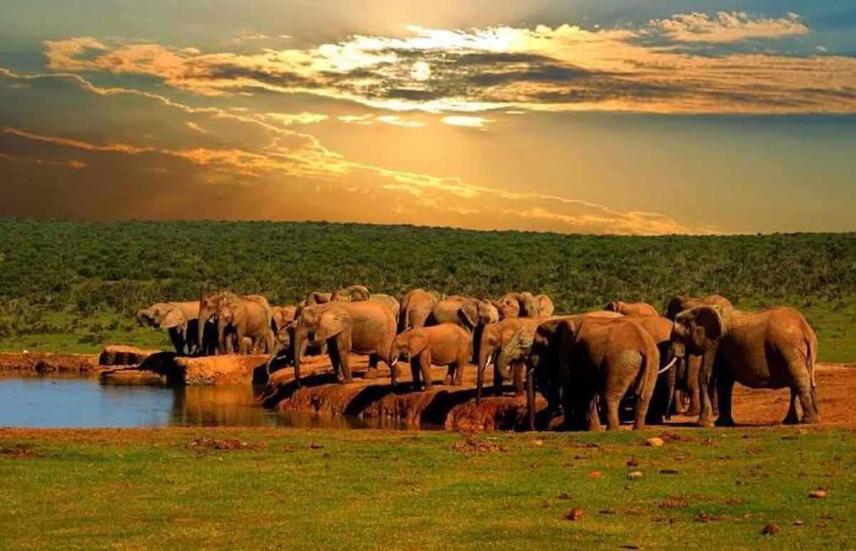 Addo Elephant National Park — Addo
