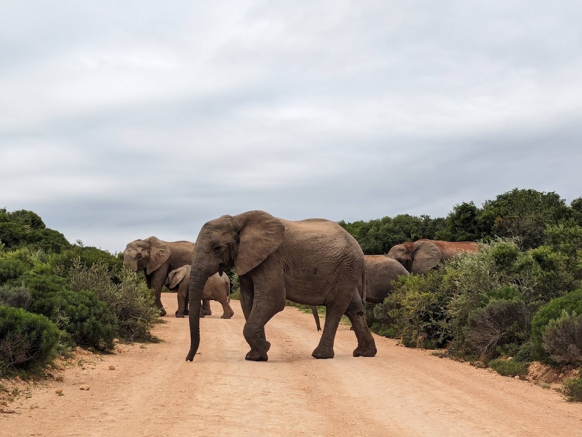 Addo Elephant National Park - Main Entrance Gate 🐘 — Addo