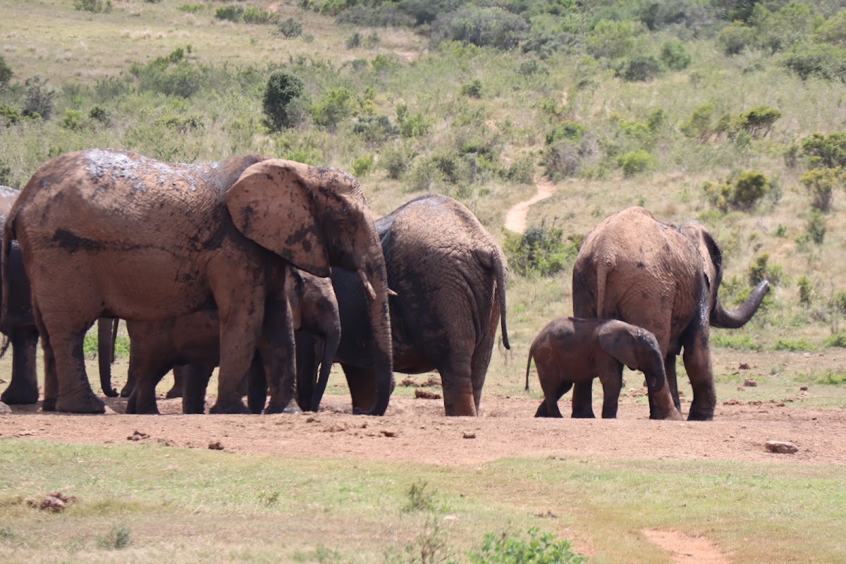 Addo South Gate — Addo