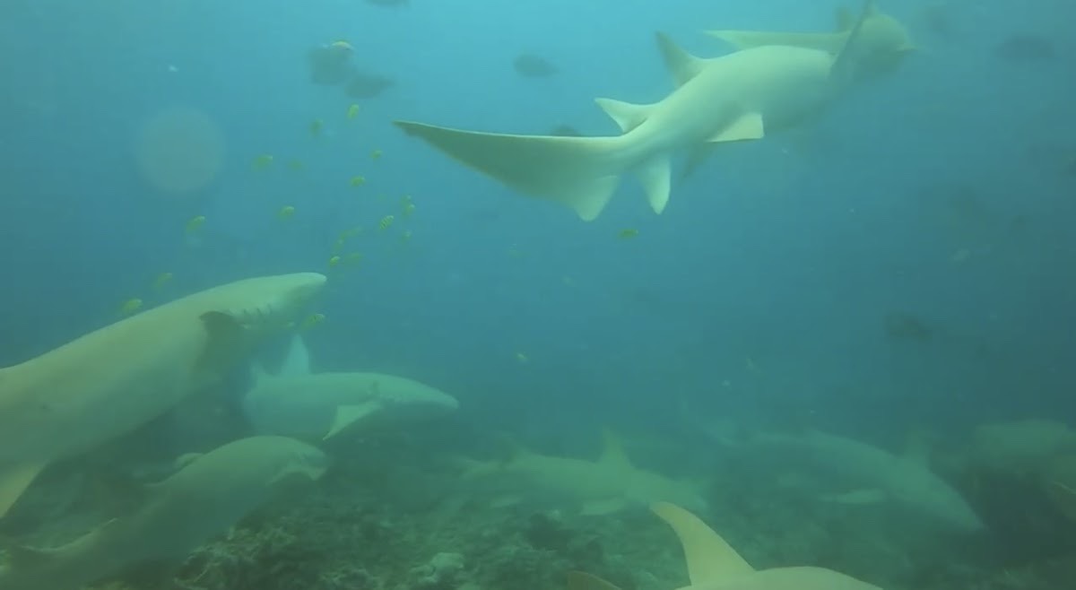 Addu Nurse Shark Sanctuary — Addu