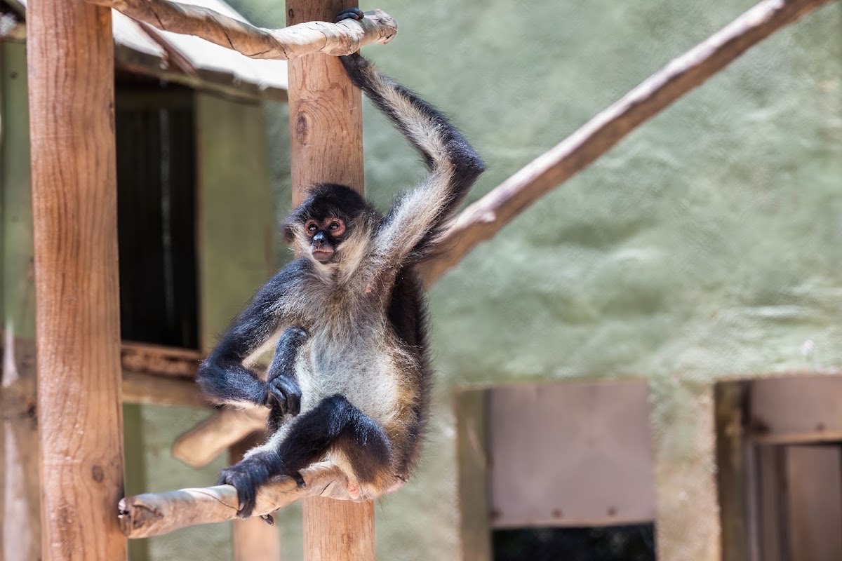 Akumal Monkey Sanctuary