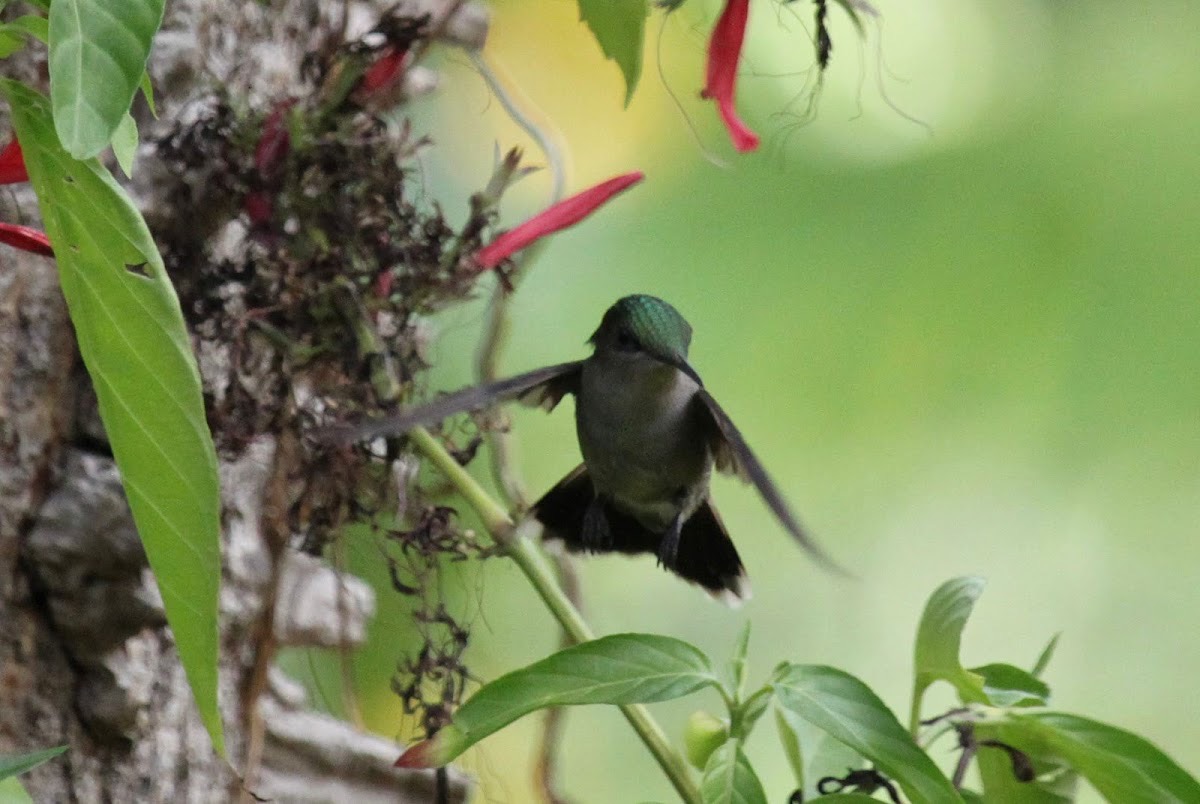 Andromeda Botanic Gardens — Bridgetown