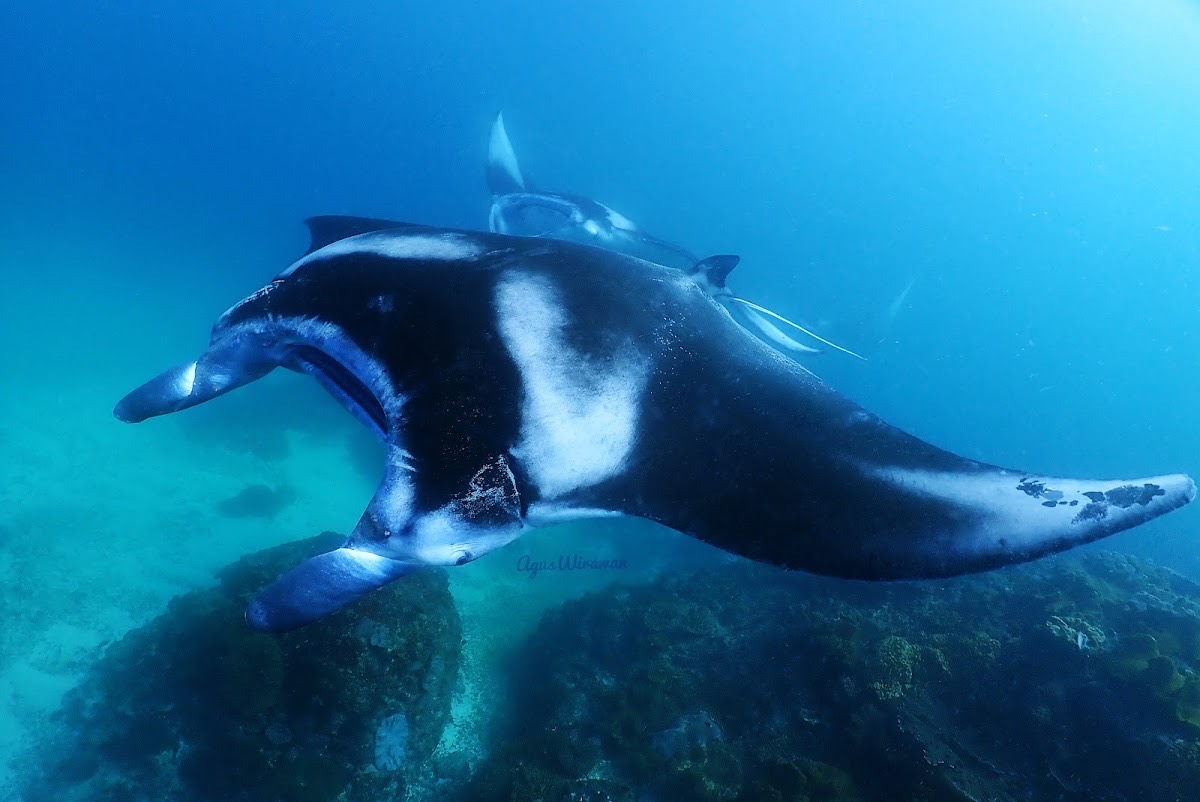 Bali Fun Diving — Bali