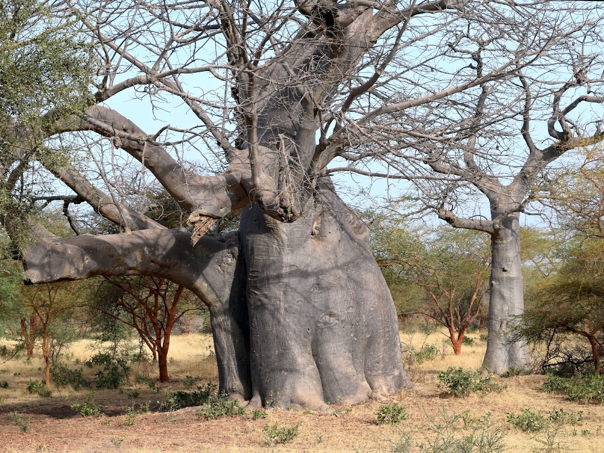 Bandia Reserve — Dakar