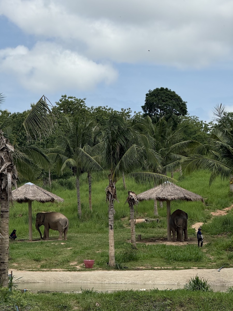 Bangkok Ethical Elephant Tour (Living Green Elephant Sanctuary) — Bangkok