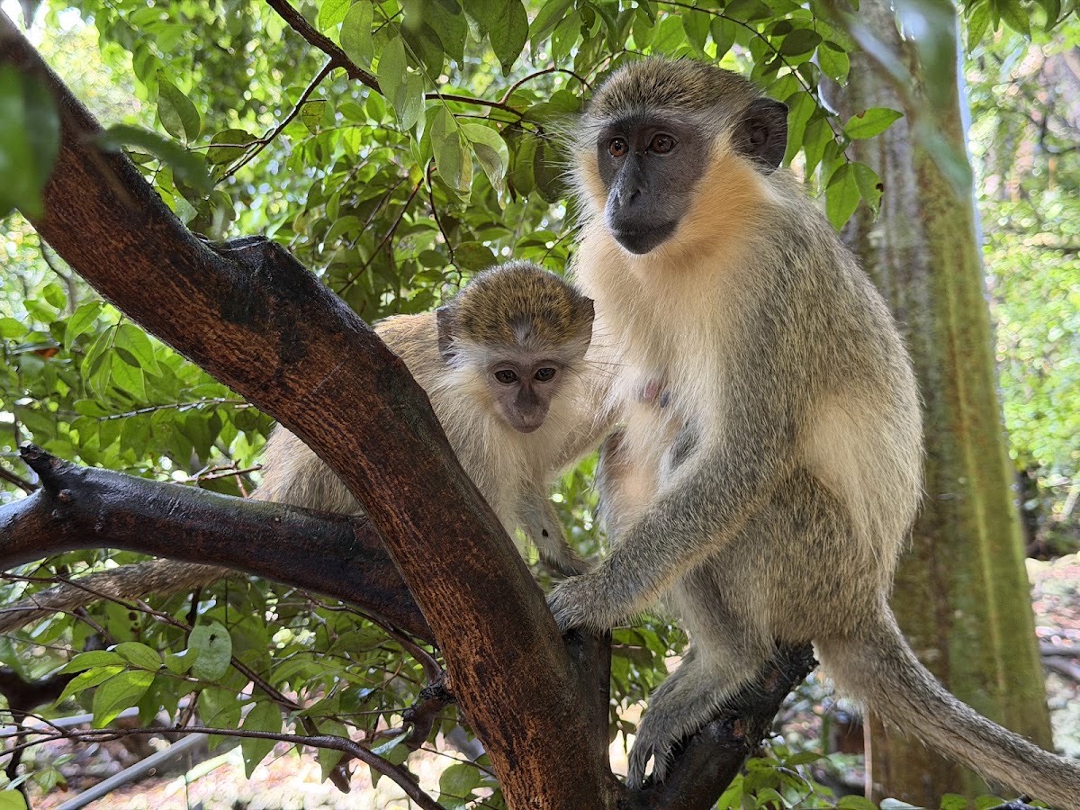 Barbados Wildlife Reserve — Speightstown