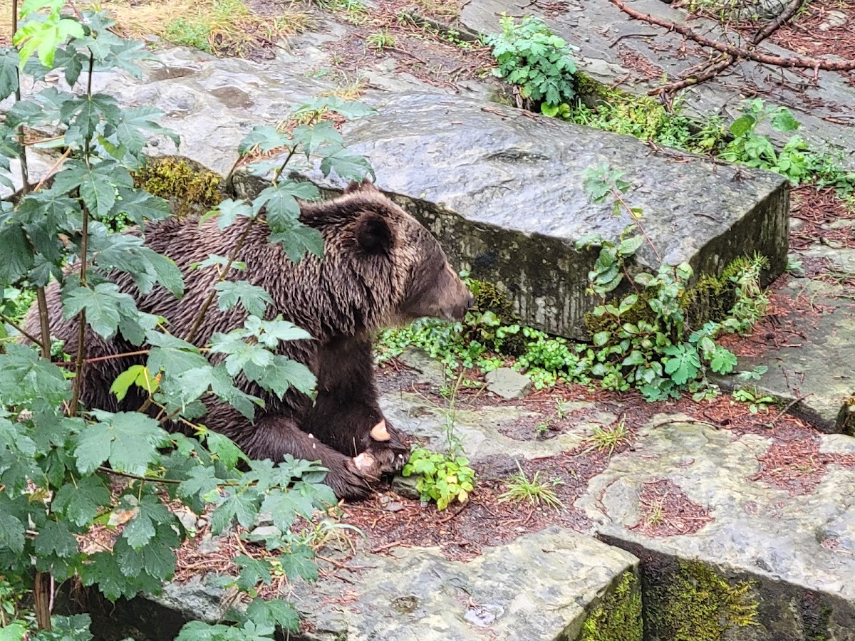 BearPark — Bern
