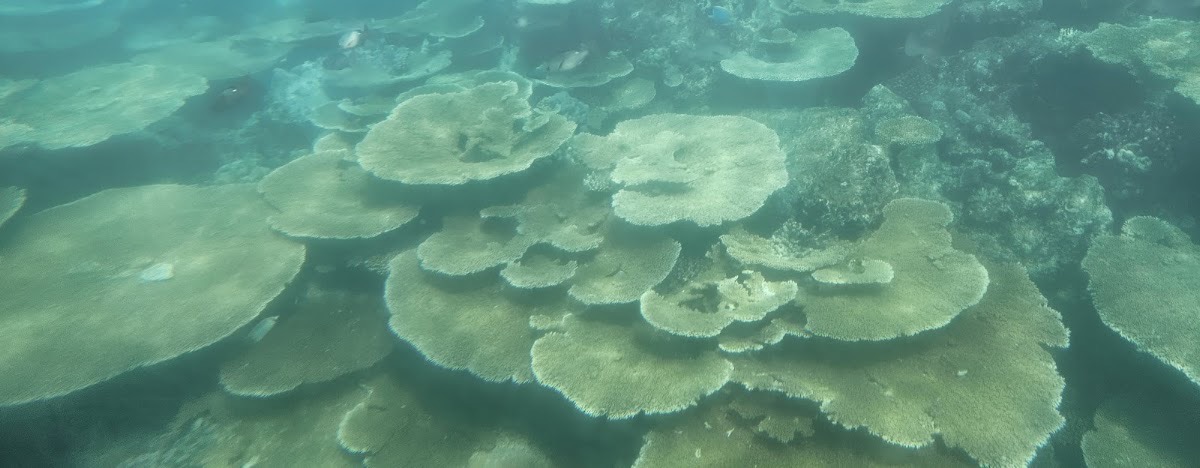 Coral garden — Maafushi