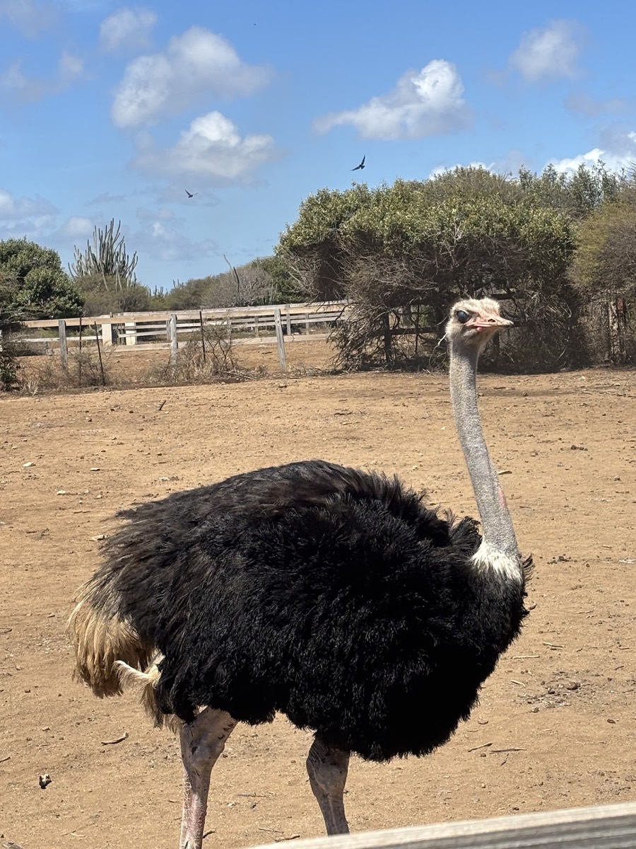 Curaçao Ostrich Farm — Jan Thiel