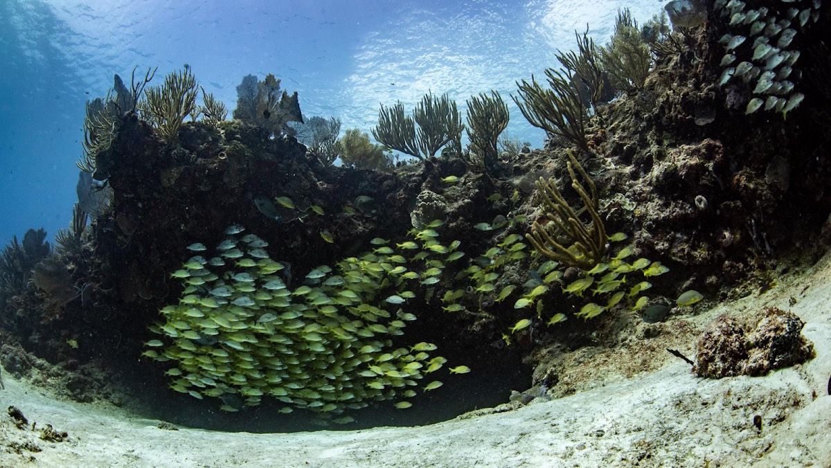 Deep Dive Mexico — Playa del Carmen