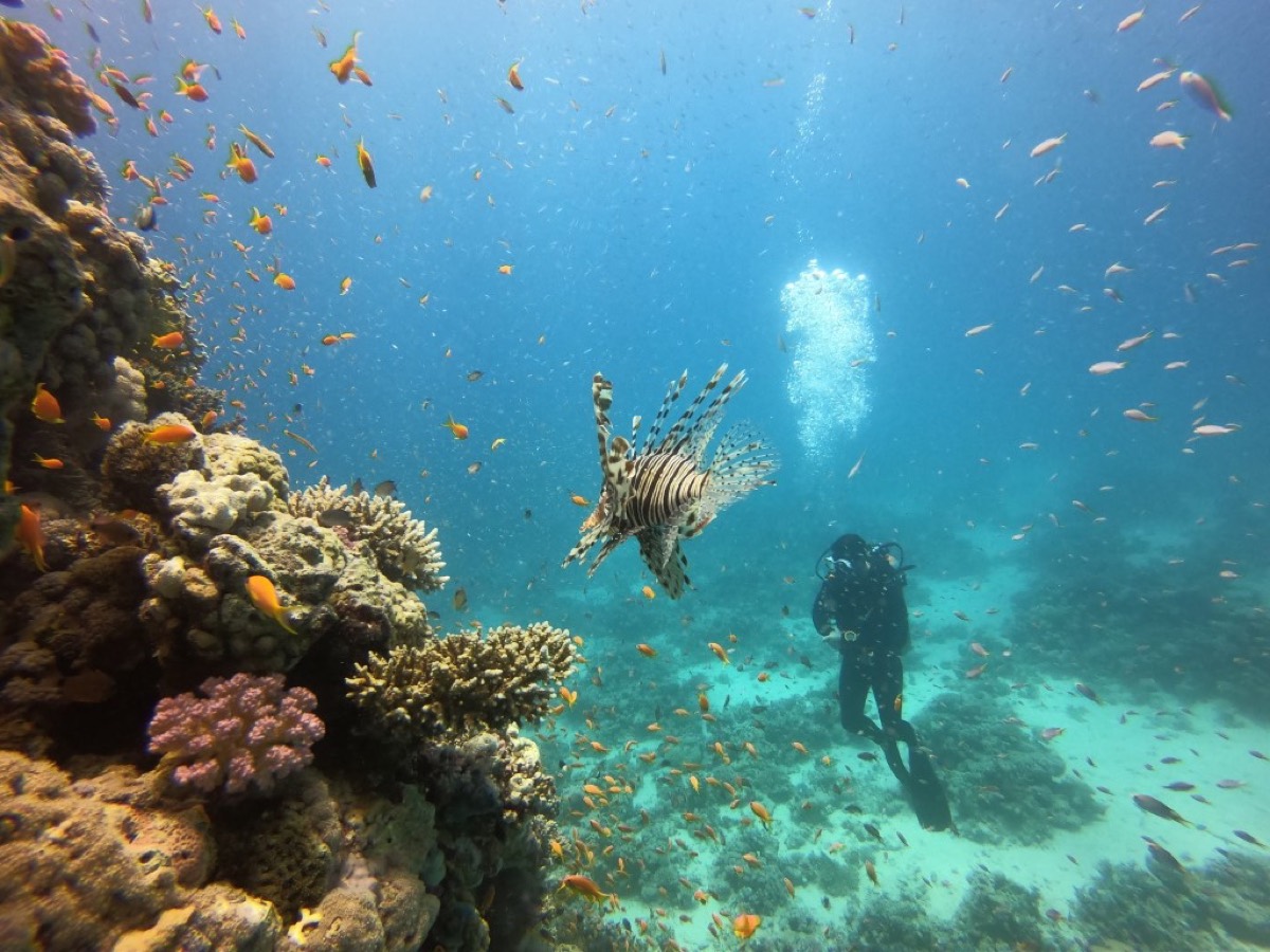 Diamond Red Sea - Diving in Hurghada — Hurghada