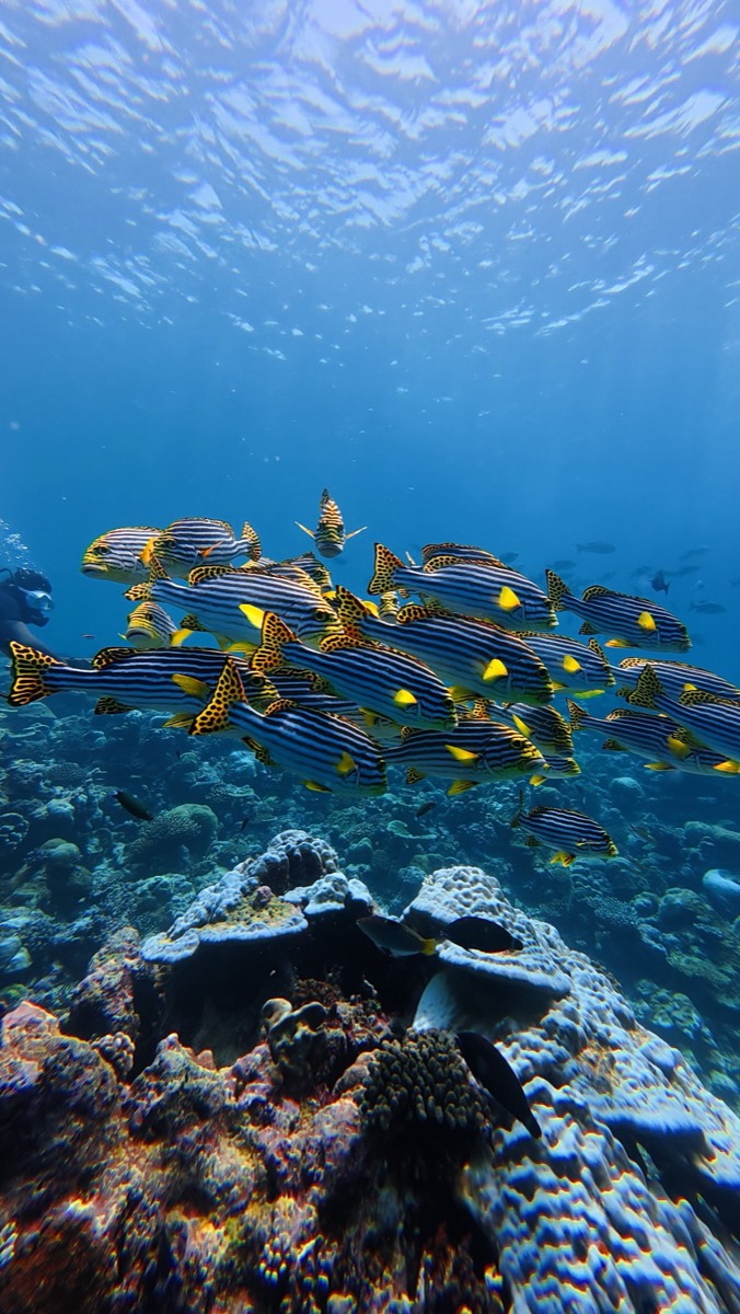 Dive Bro’s Dhigurah — Dhigurah