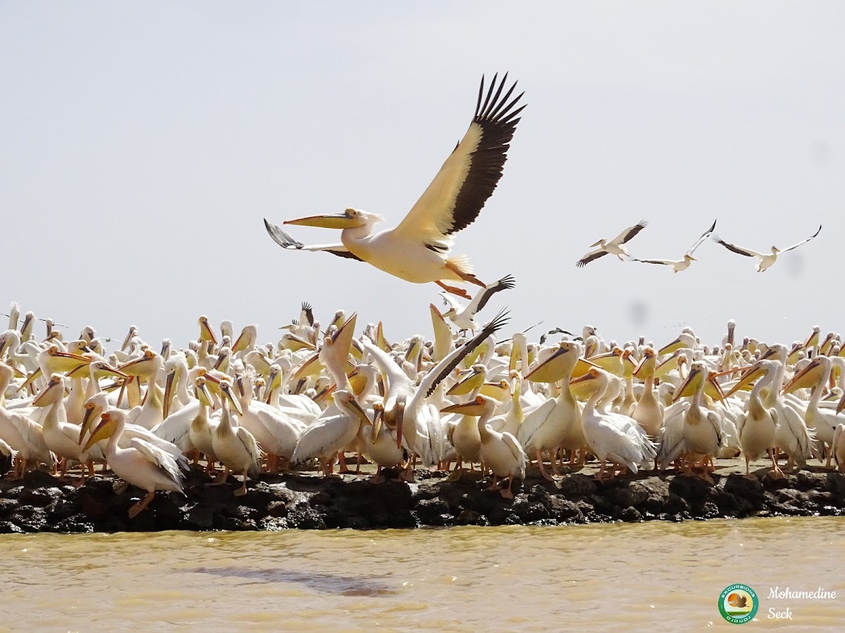 Djoudj National Bird Sanctuary — Saint-Louis