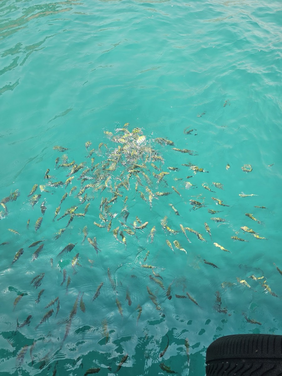 DOLPHIN KHASAB TOURS — Musandam
