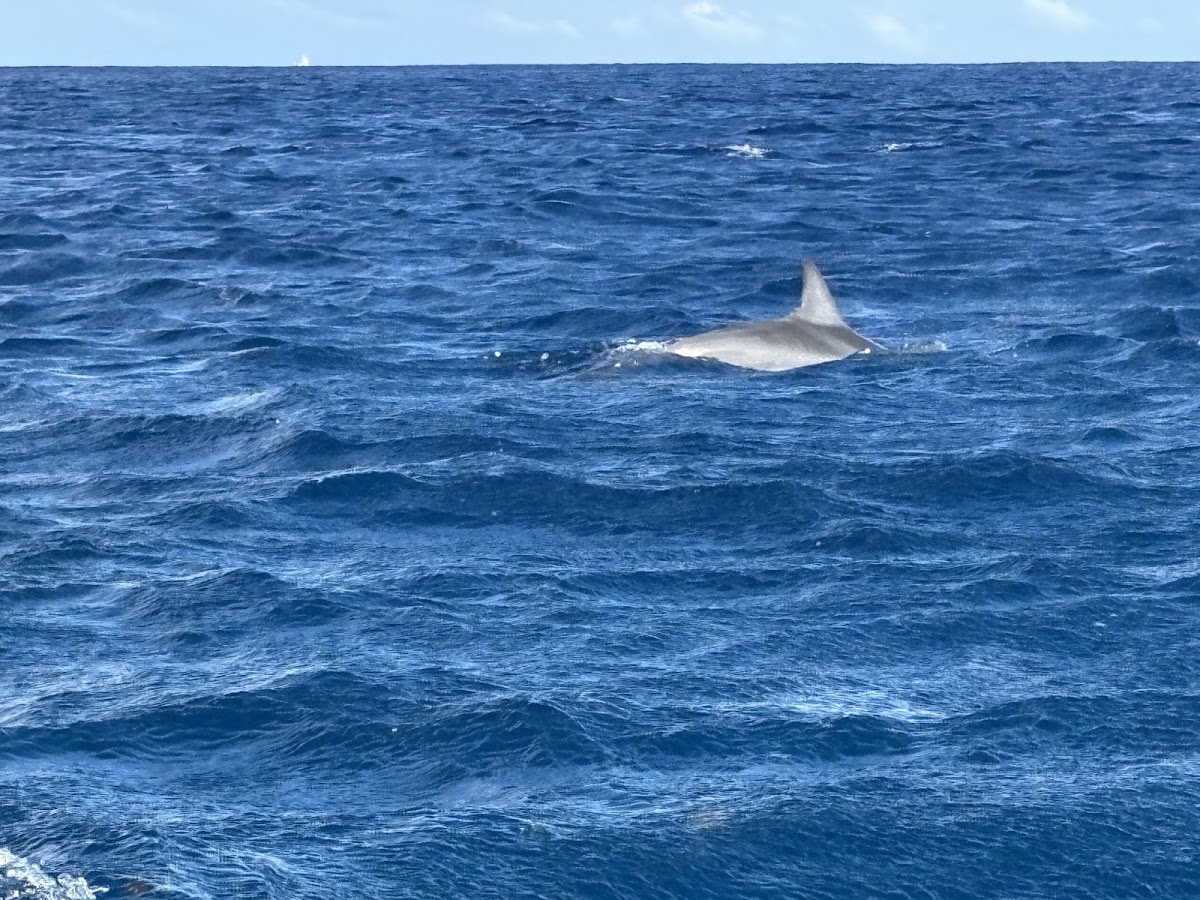 Dolphin & Turtle Watch - Activities — Grand Baie