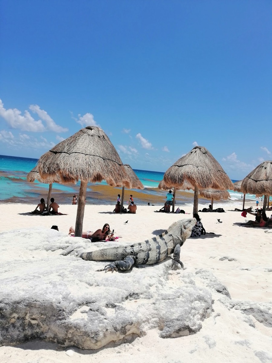 Dolphins Beach — Cancun