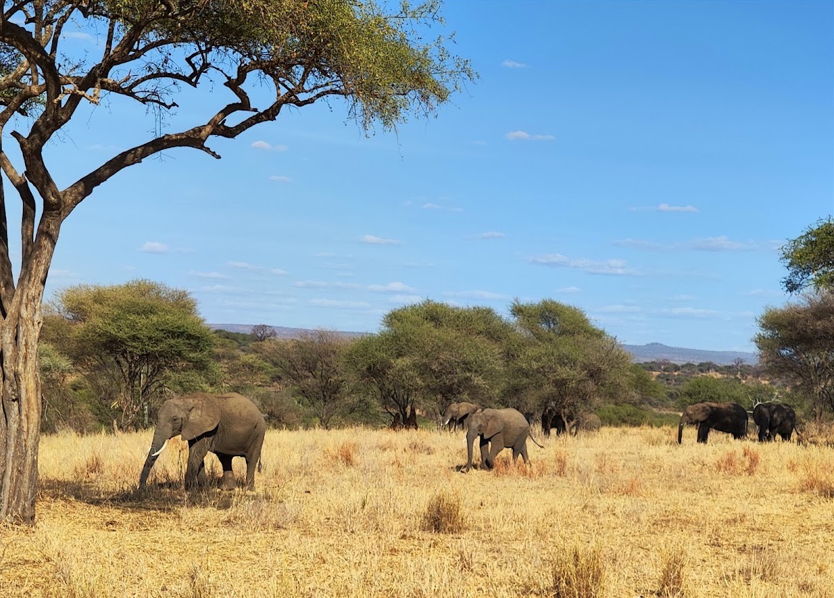Entrance Gate Tarangire National Park — Tarangire