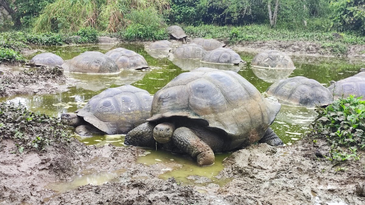 Galapagos frontier — Galápagos