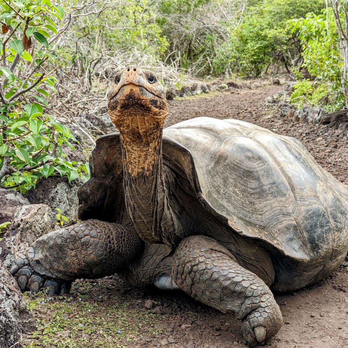Galapaguera de Cerro Colorado — Galápagos