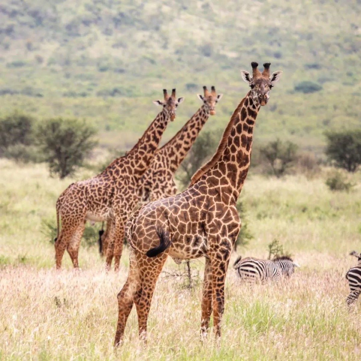 Selous Game Reserve — Nyerere-Nationalpark