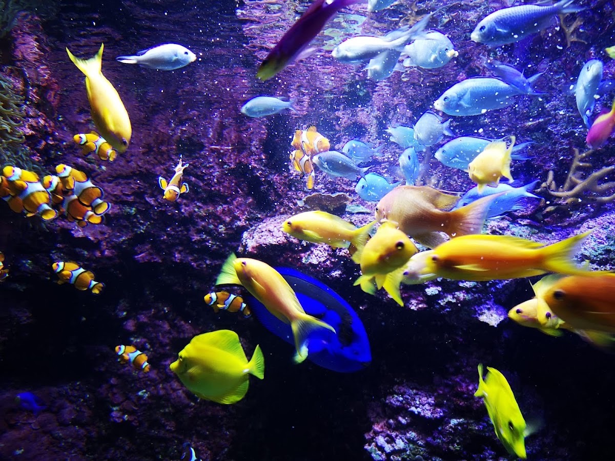 Aquarium San Sebastián — San Sebastián