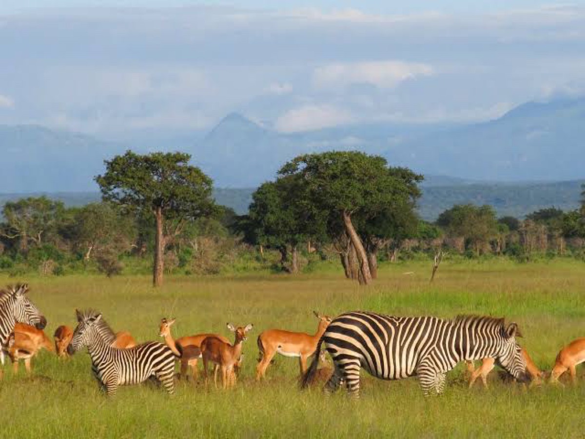 Mikumi-Nationalpark — Dar es Salaam