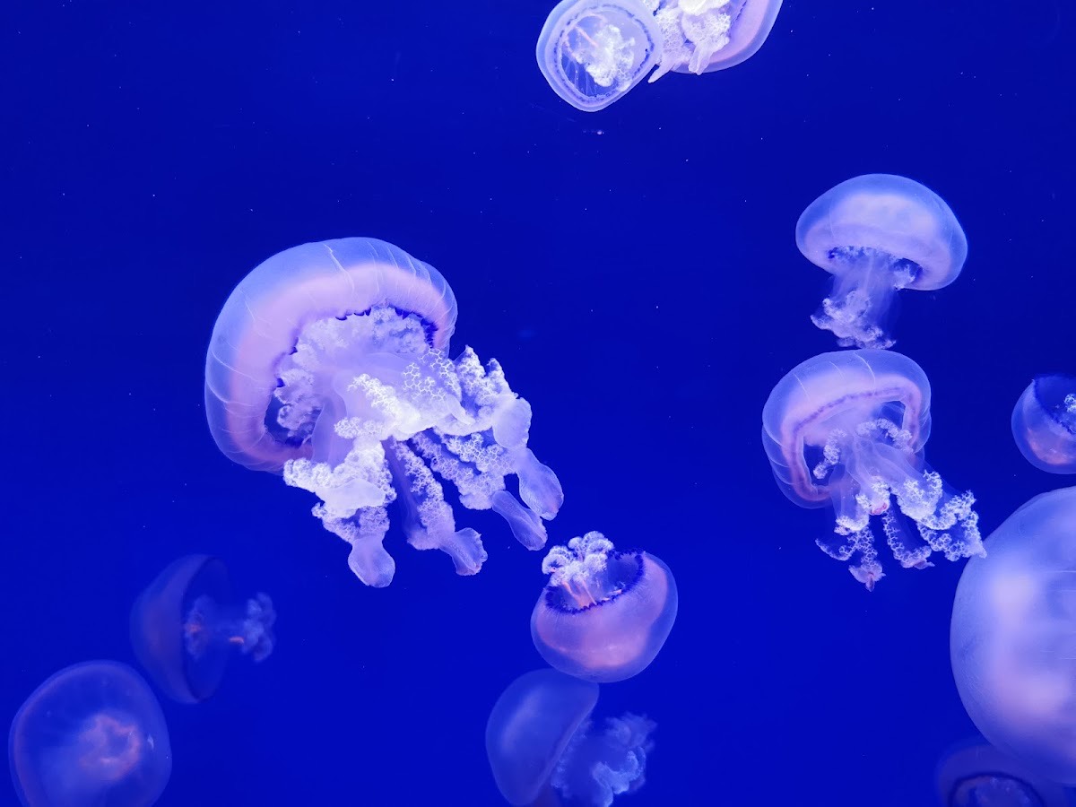 L’Oceanogràfic — Valencia