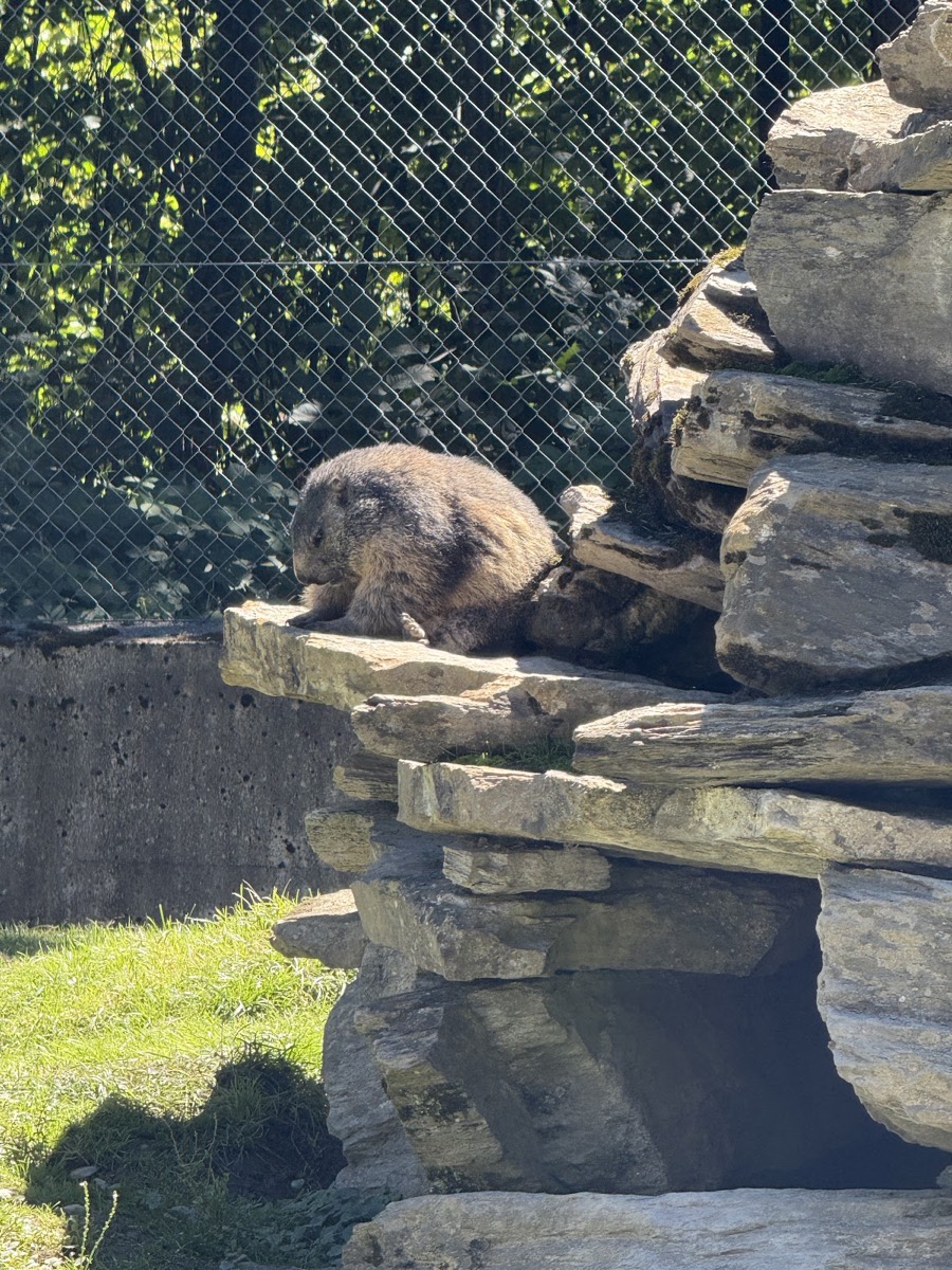 Alpenwildpark Interlaken — Interlaken