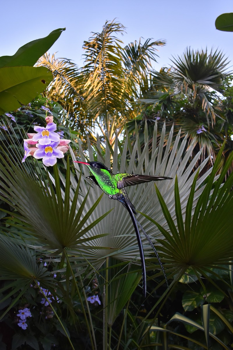 Barney's Botanical Garden Jamaica — Negril