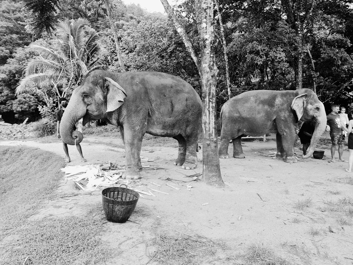 Green Elephant Sanctuary Park — Phuket