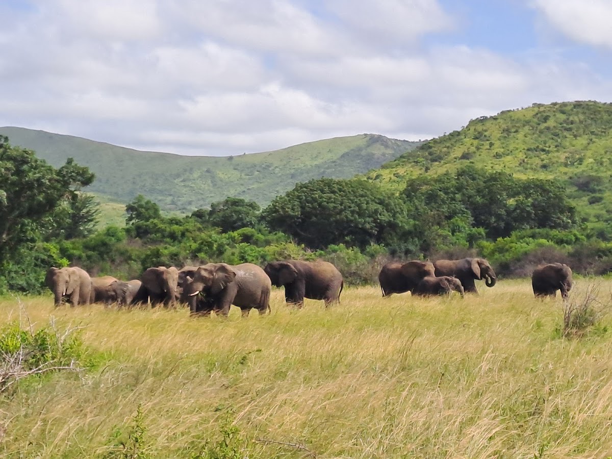 Hluhluwe–iMfolozi Park — Hluhluwe