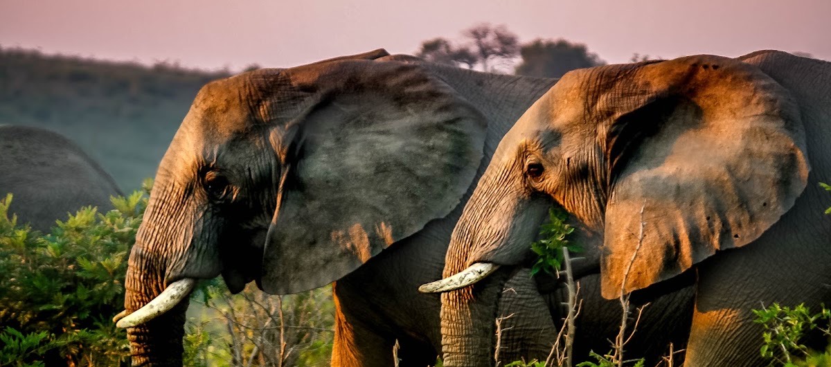 Hluhluwe Umfolozi Safaris — Hluhluwe