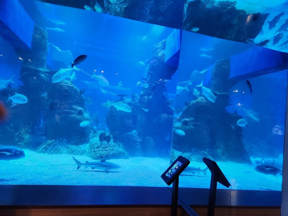 Jakarta AQuarium Safari — Jakarta