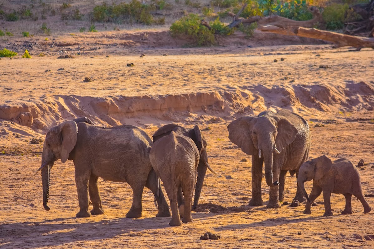 Kalama Community Conservancy — Samburu