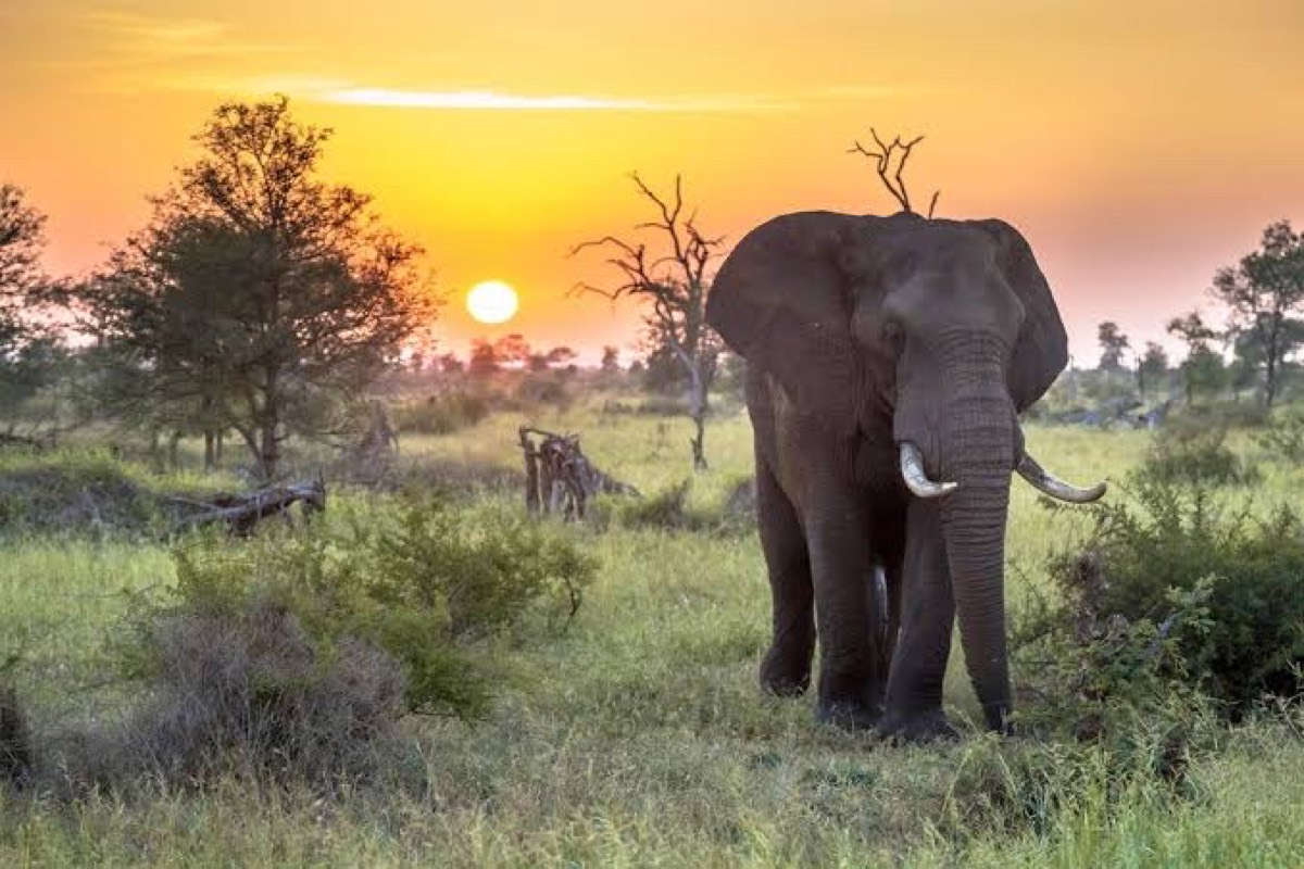 Kruger National Park — Krüger-Nationalpark