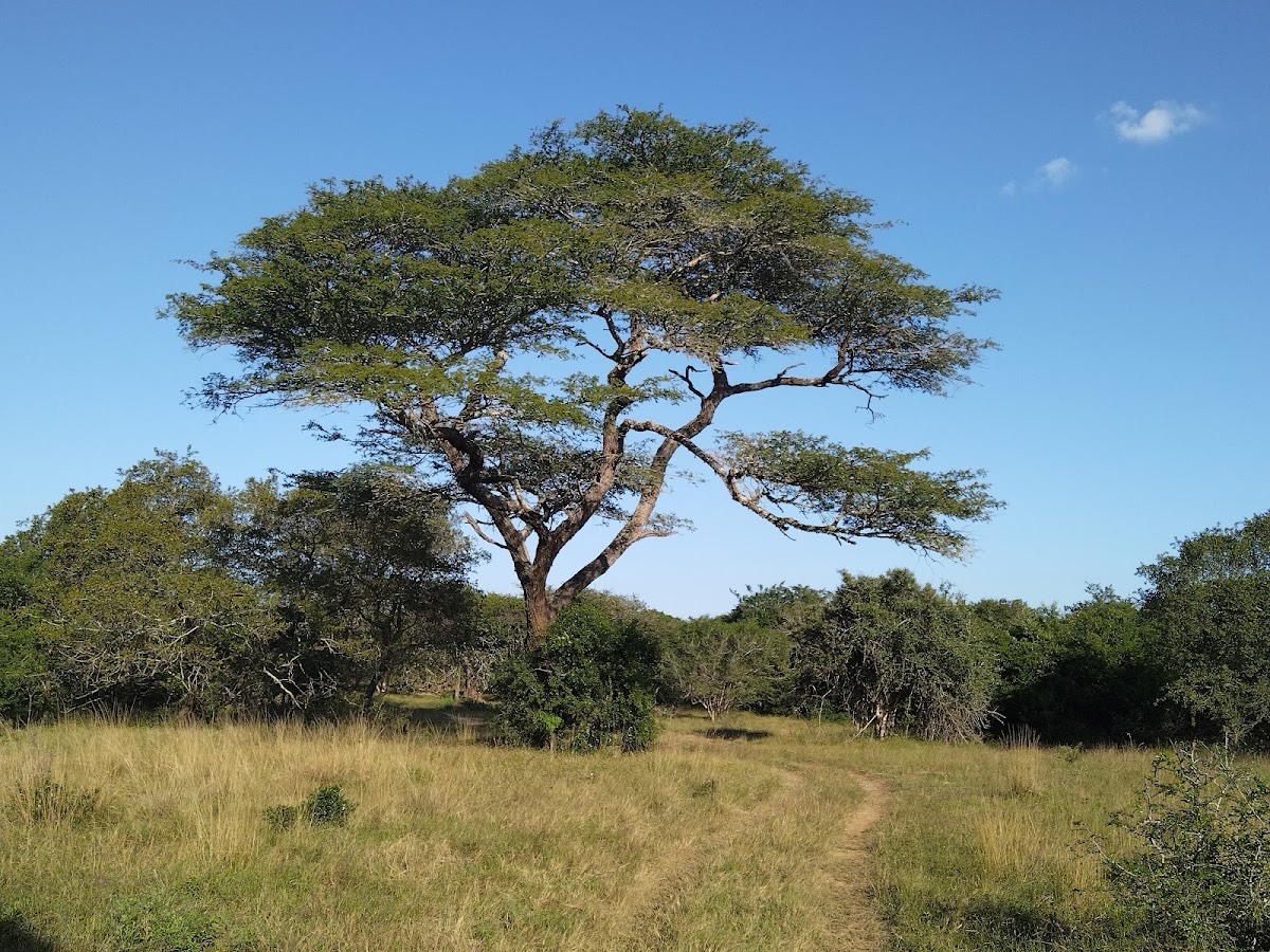 Kuleni Game Park — Hluhluwe