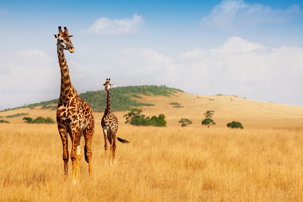 Maasai Mara National Reserve — Masai Mara