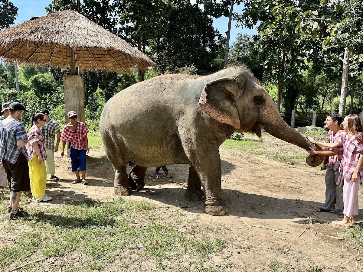 Maerim Elephant Sanctuary — Chiang Mai