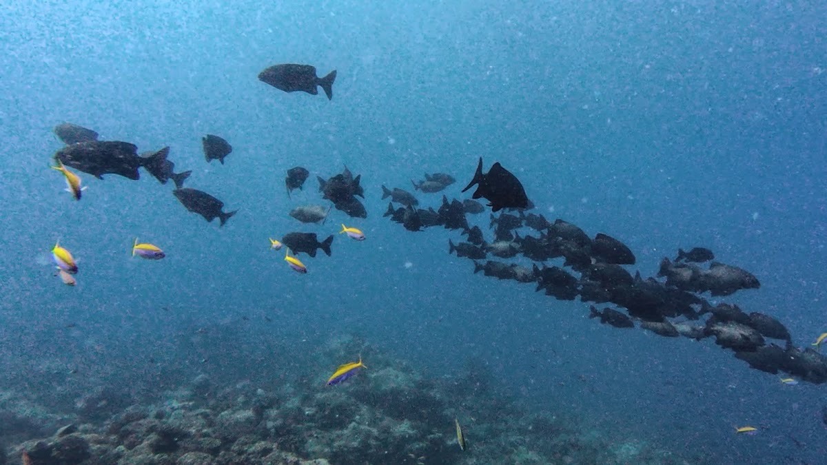 Maldives Dhigu Divers — Dhigurah