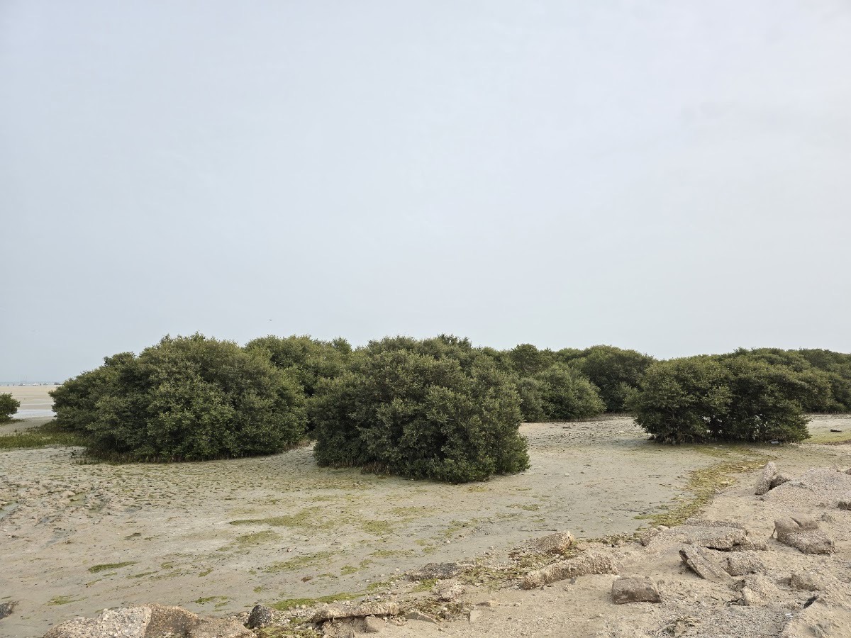 Mangroves Park Al Wakrah — Al Wakrah