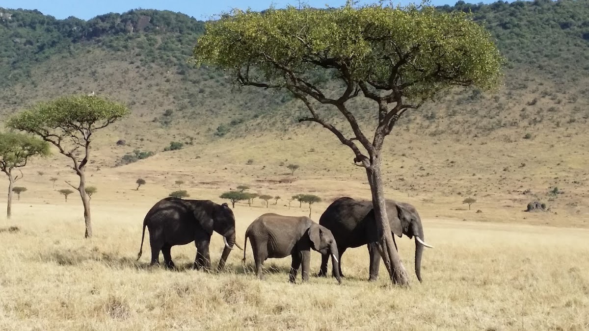 Mara Triangle — Masai Mara