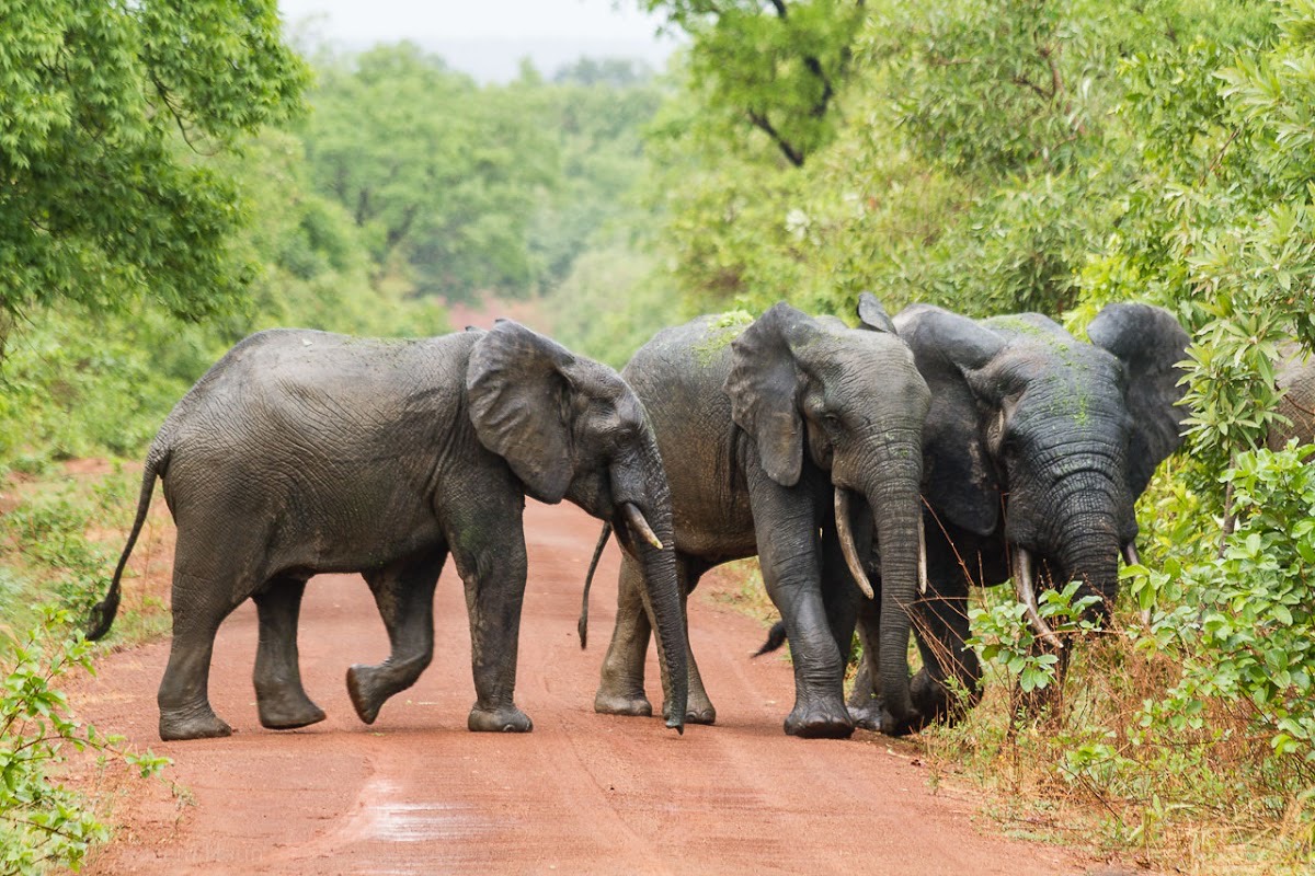 Mole National Park — Accra