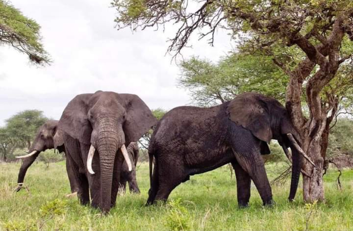 Mto Tarangire — Tarangire