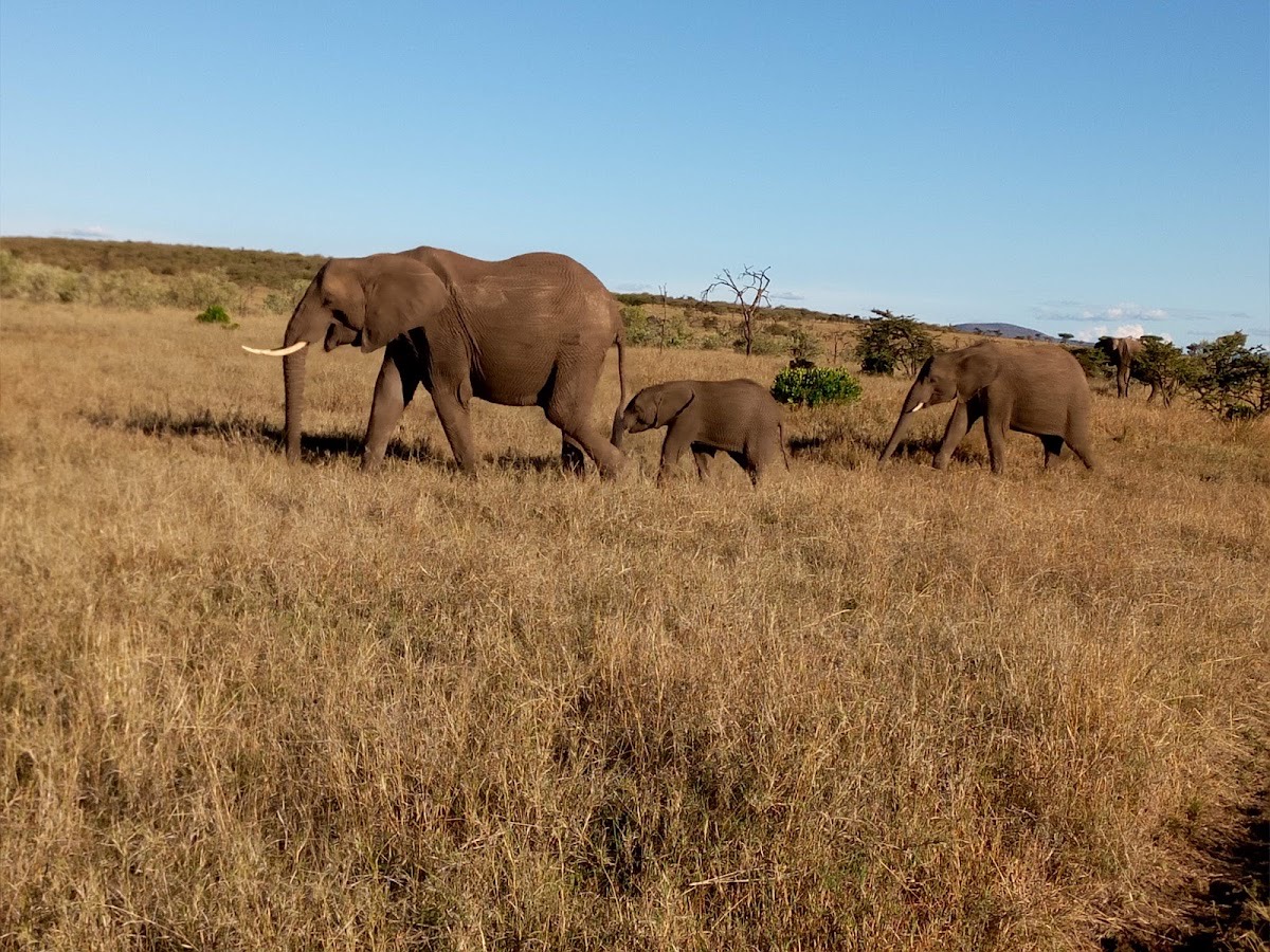 Naboisho Conservancy — Masai Mara
