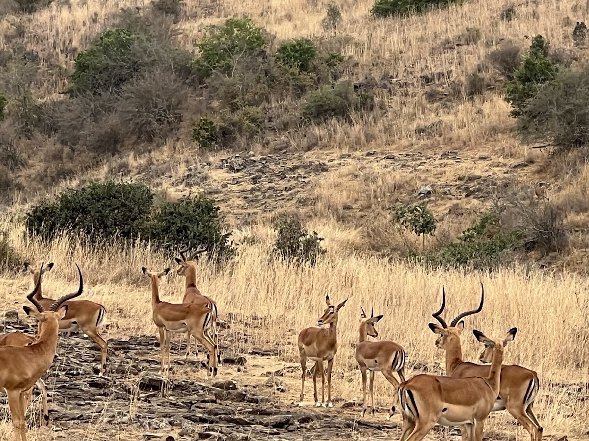 Nairobi National Park — Nairobi