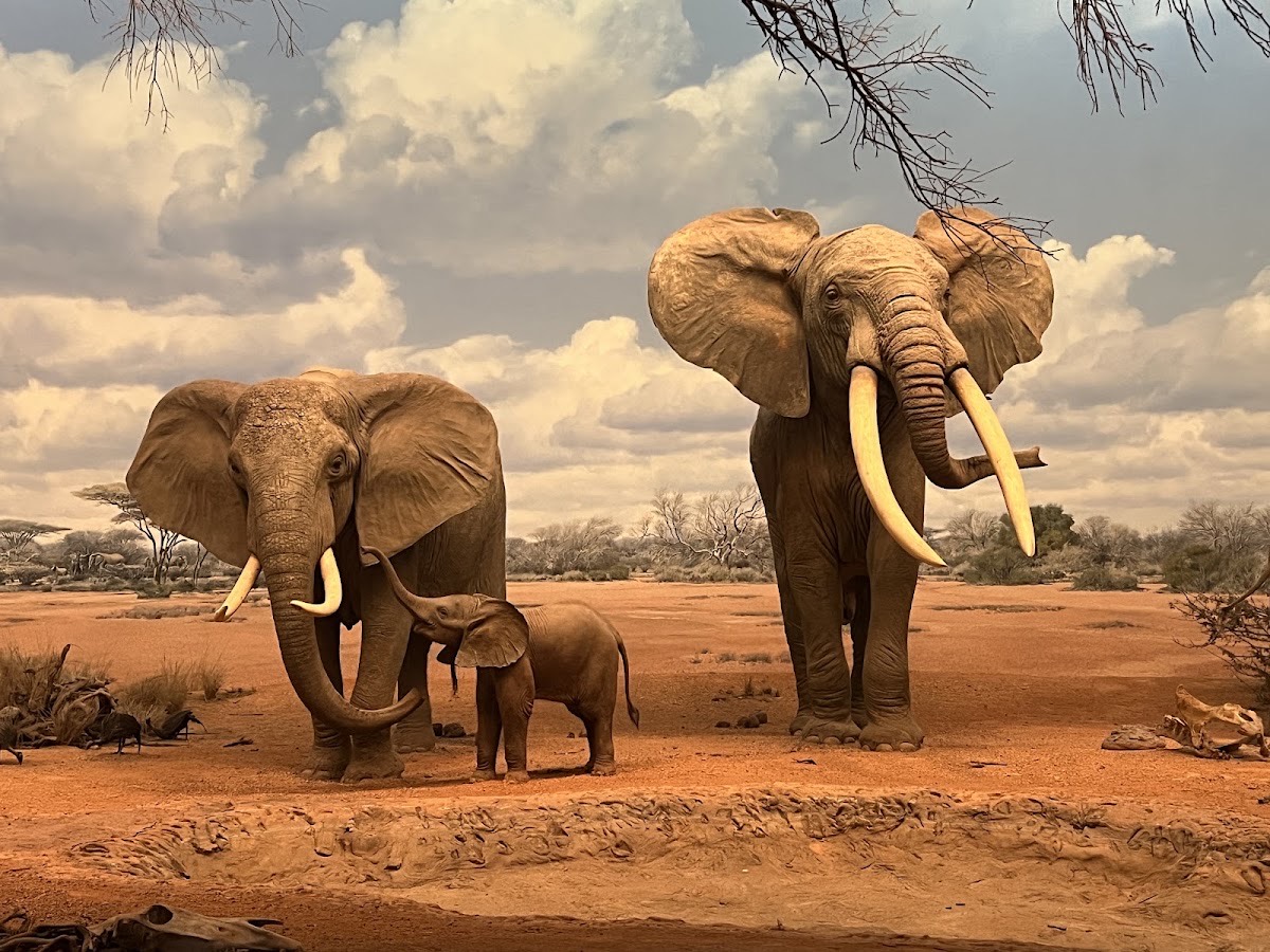 Natural History Museum of Los Angeles County