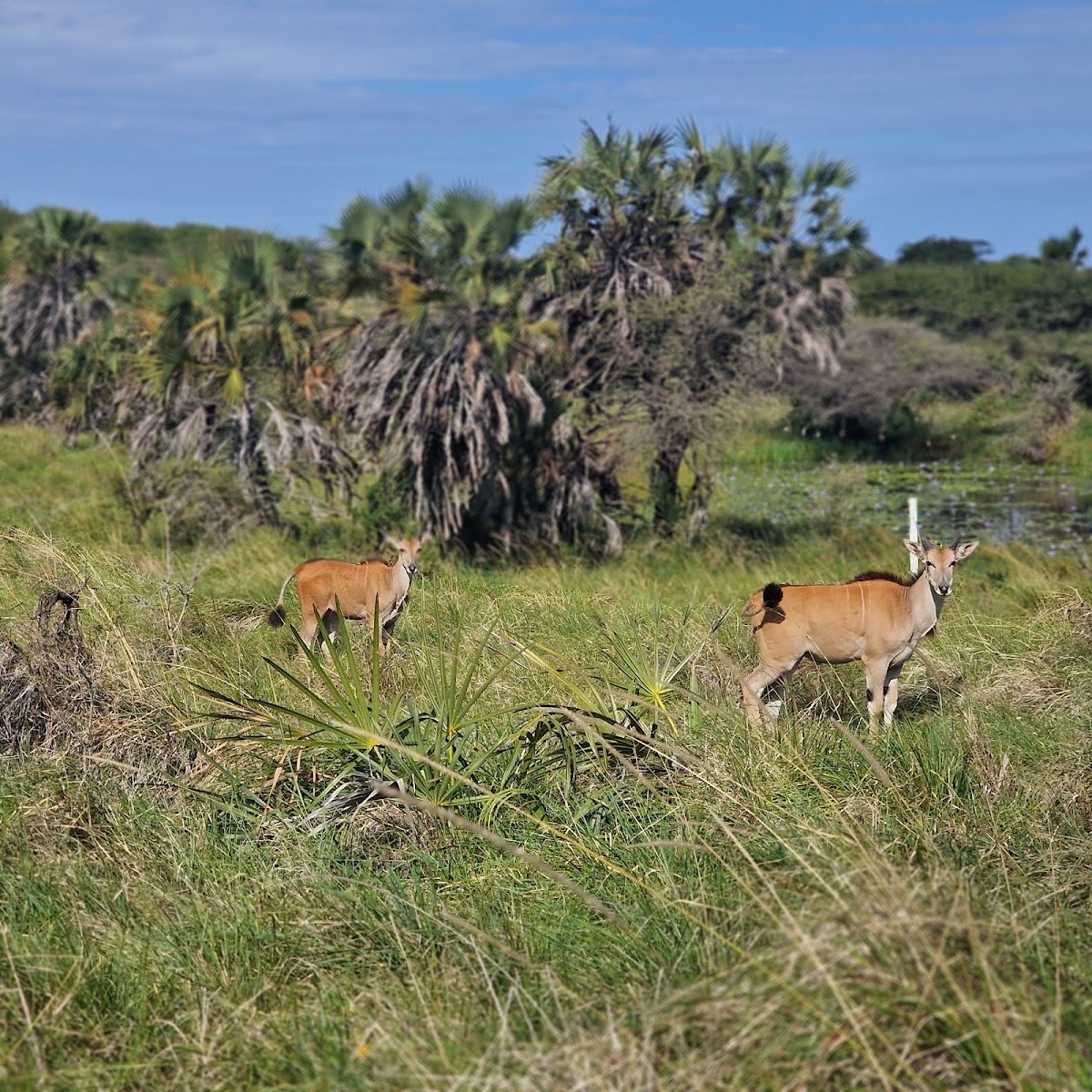 Nguuni Nature Sanctuary